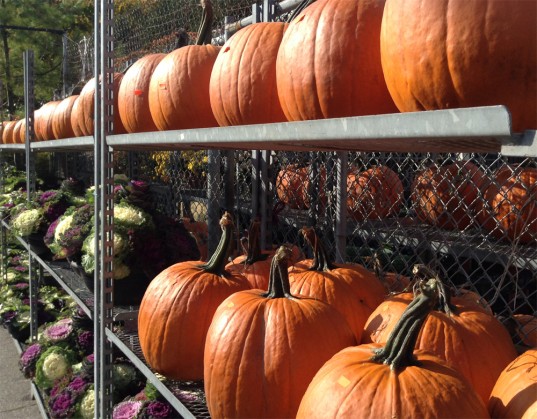 Pumpkins